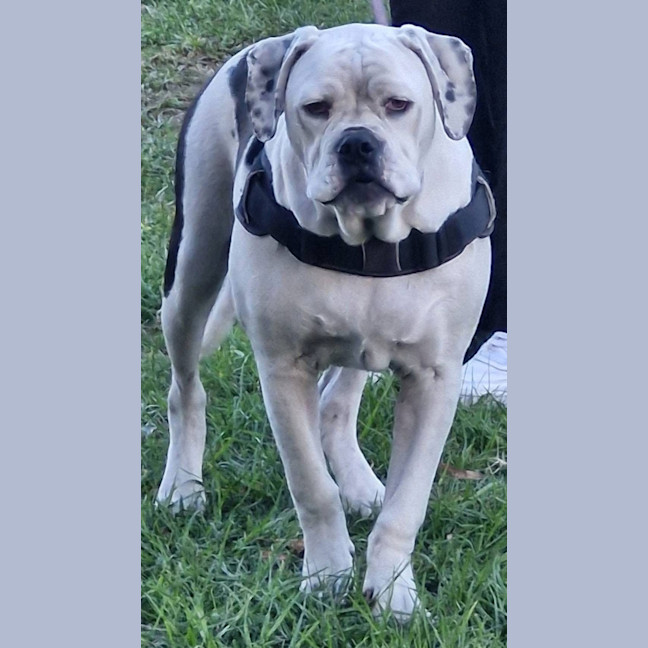 Photo of Puck