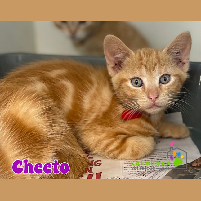 Photo of Cheeto