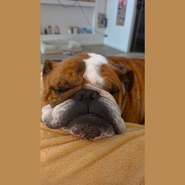 Photo of Boris