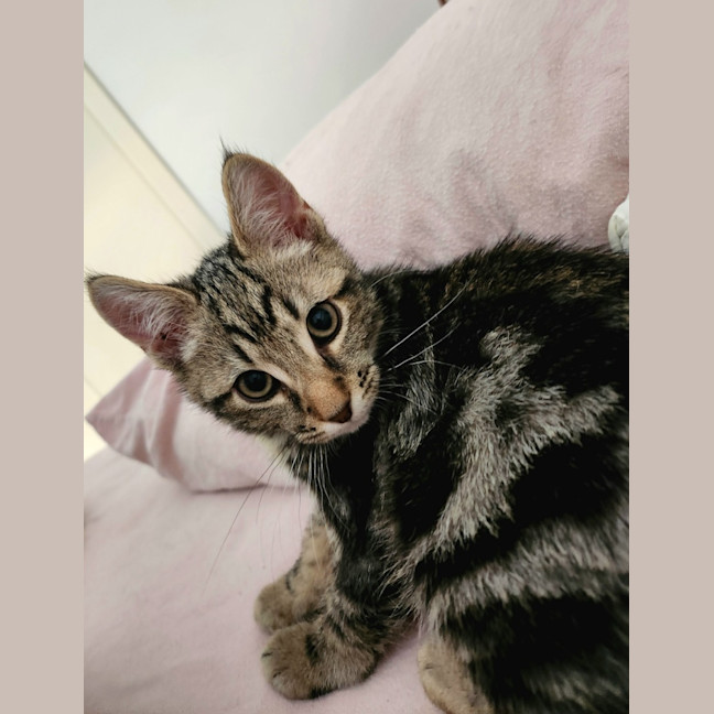 Photo of Mister Mason Munchy 