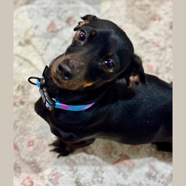 Photo of Chilli
