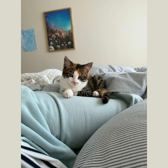 Photo of Cha Cha   In Foster Care In Malvern East