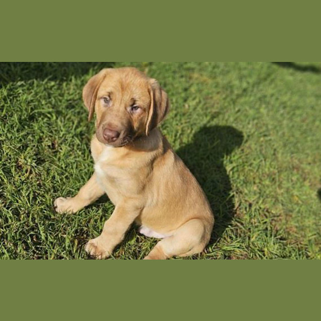 Photo of Thor