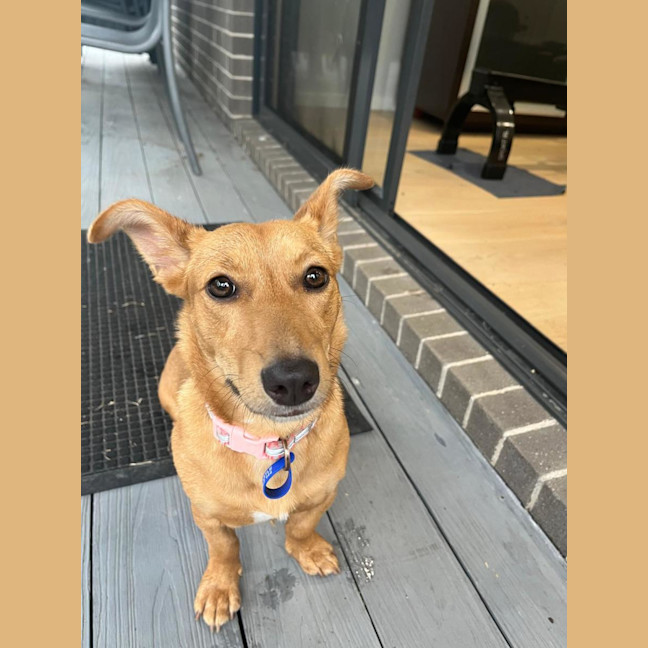 Photo of Honey   9 Month Old Kelpie X Jack Russell 