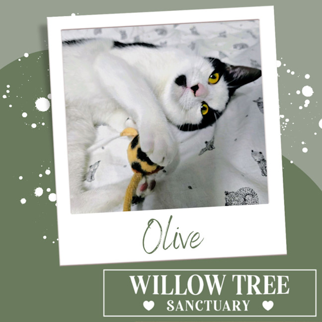 Photo of Olive