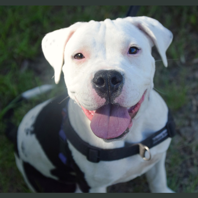 Photo of Bella