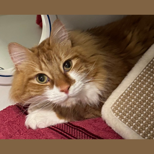 Photo of Dorito