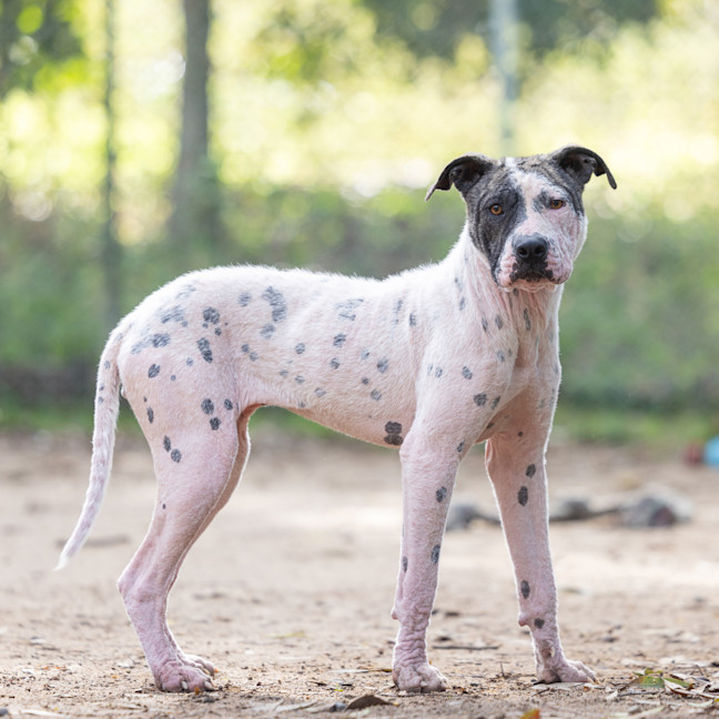 Photo of Prancer