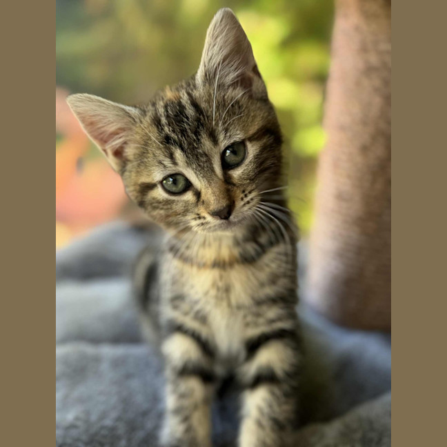 Photo of Daisy   In Foster Care In Cranbourne