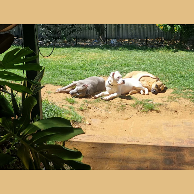 Photo of Crème Brulee