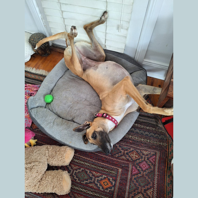 Photo of Bella, The Greyhound