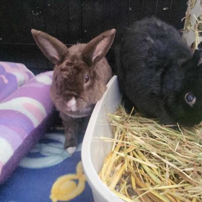 Photo of Cinnabun & Hopscotch