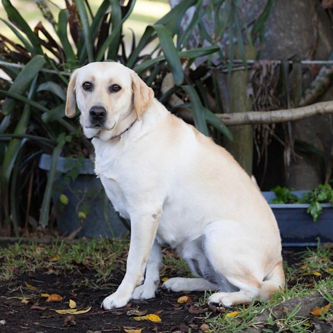 Photo of Sunny