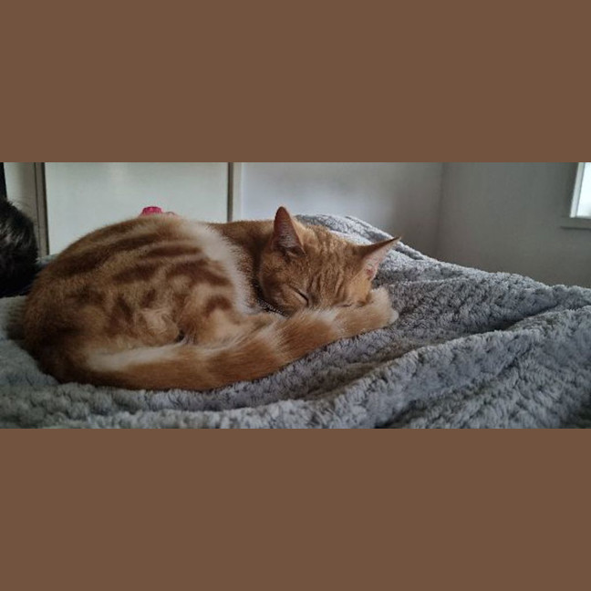 Photo of Princess Peach
