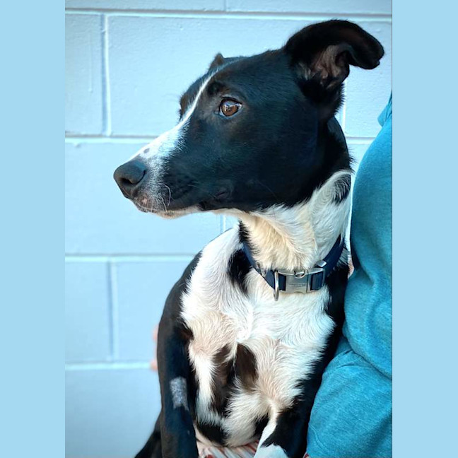 Photo of Otis