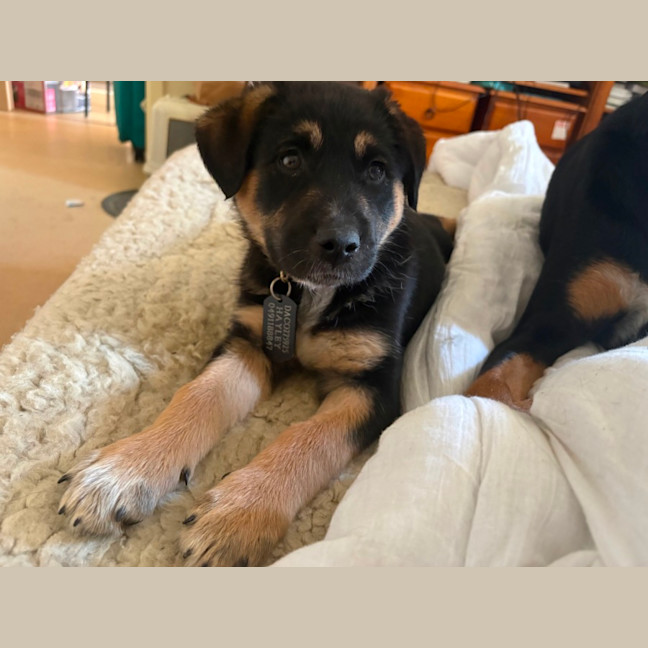 Photo of Stella
