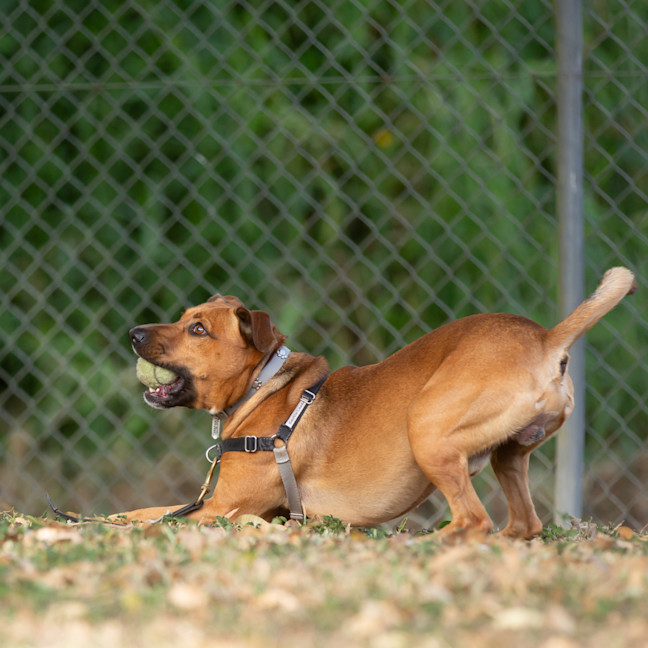 Photo of Bear