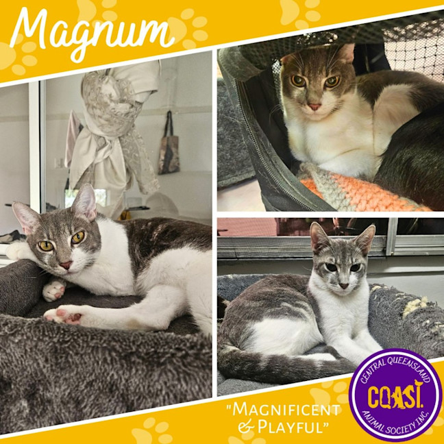 Photo of Magnum