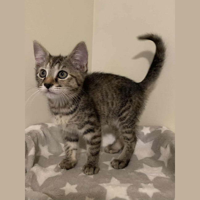 Photo of Remy