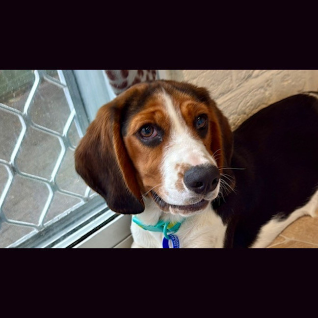 Photo of June   5 Month Old Basset Hound X Beagalier