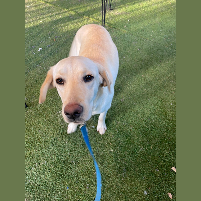 Photo of Honey