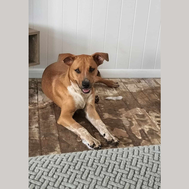 Photo of Lewis (Louie)