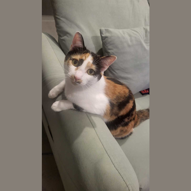Photo of Mia Calico