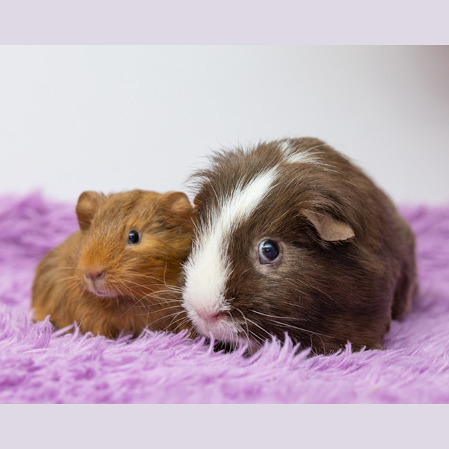 Photo of Peanut