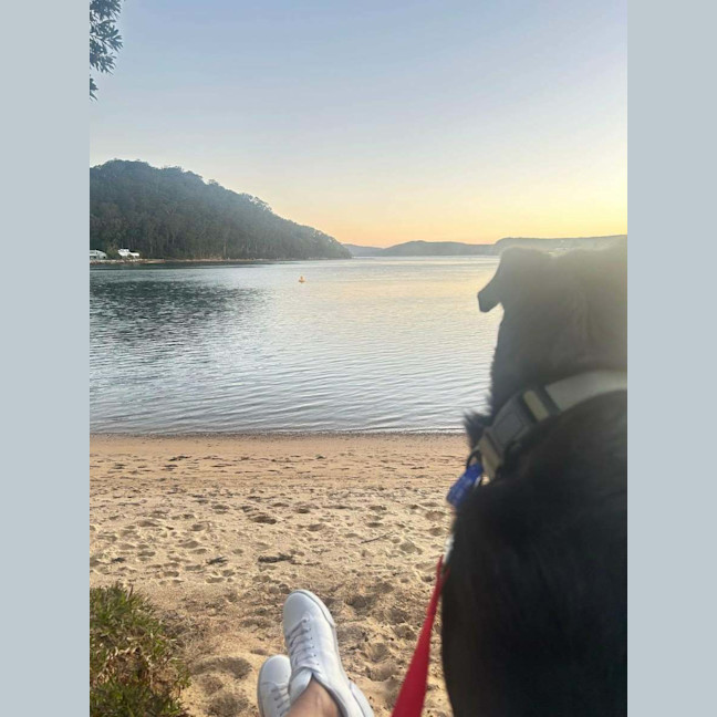 Photo of Trigger   7 Year Old Kelpie