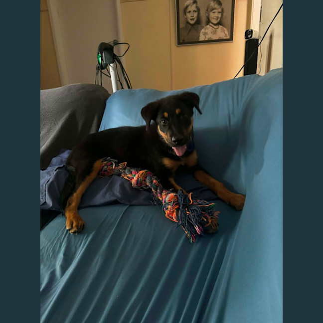 Photo of Skippy   4 Month Old Rottweiler X Shepherd