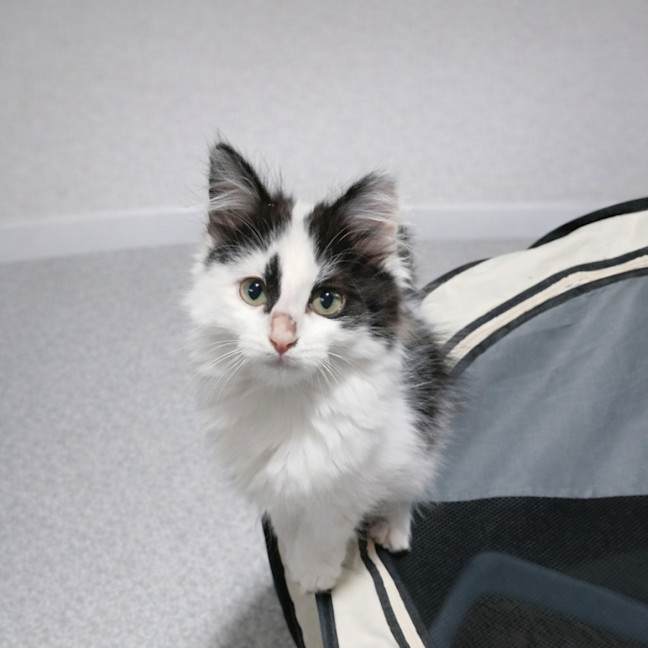 Photo of Vixen *9 Lives Project Rescue*