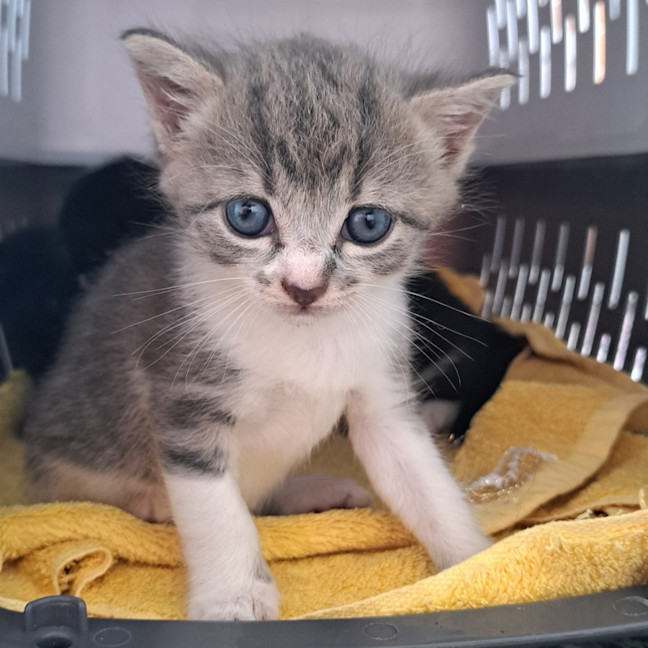 Photo of C1423 Darya