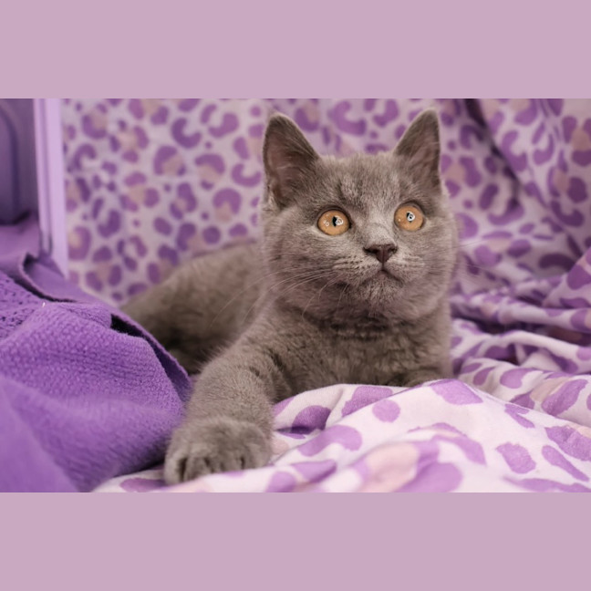 Photo of Azure 