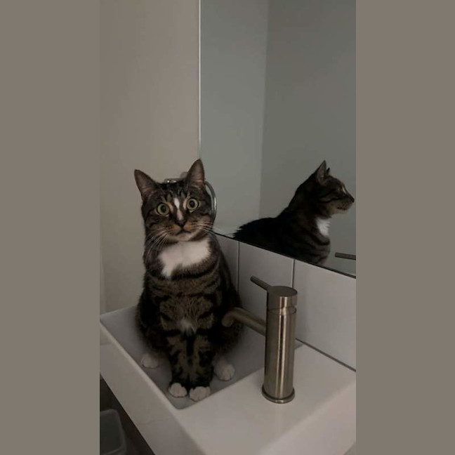 Photo of Thor