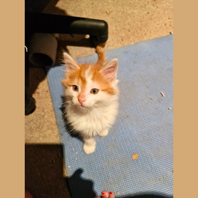 Photo of Ginger Meggs 
