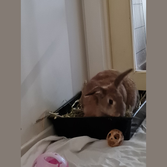 Photo of Yoghurt And Yum Cha