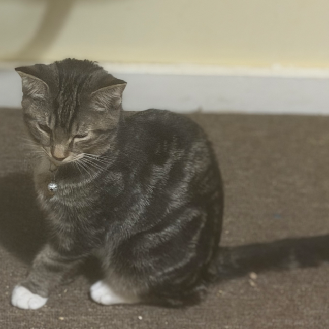 Photo of Socks