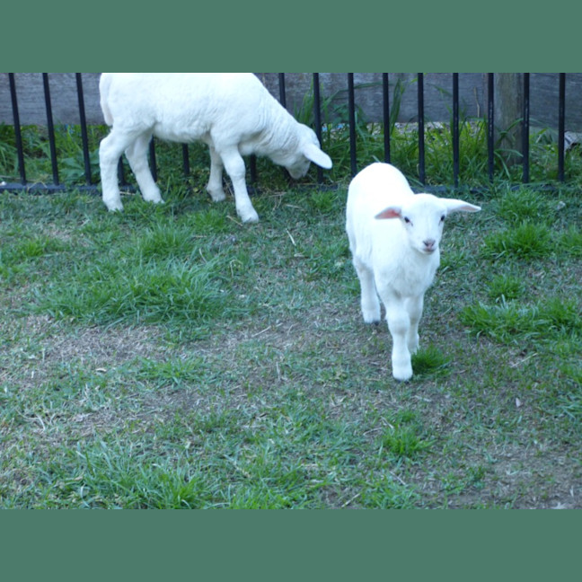 Photo of Buddy & Snow