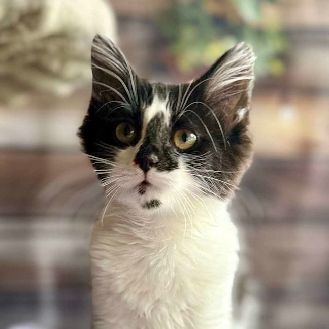 Photo of Moolissa   Located In Templestowe 