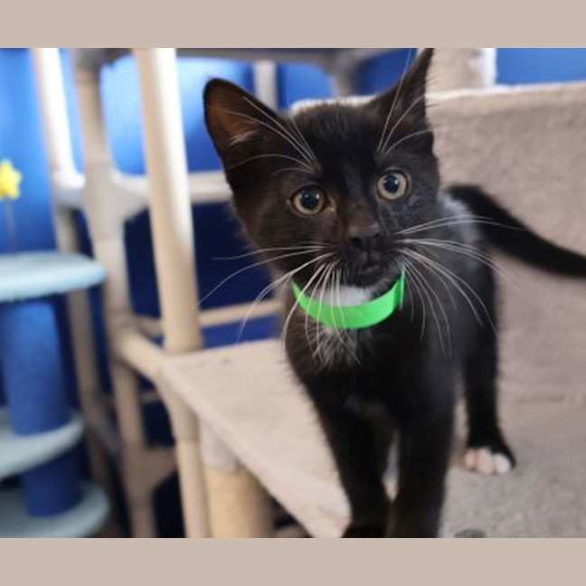 Photo of Inky