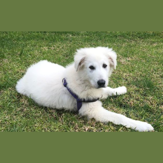 Photo of Leo