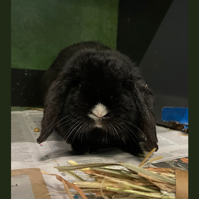 Photo of Onyx