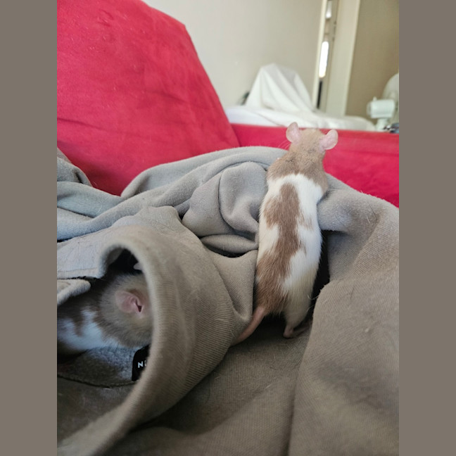 Photo of Rosie