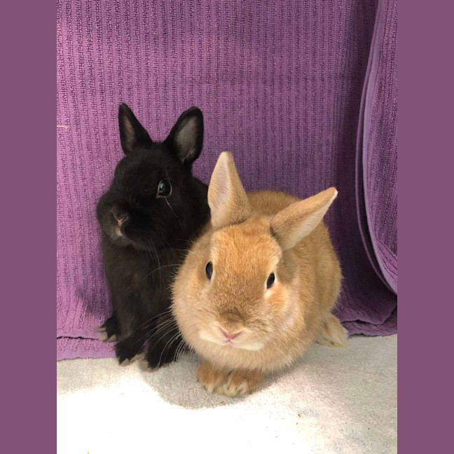 Photo of Kloe & Grim