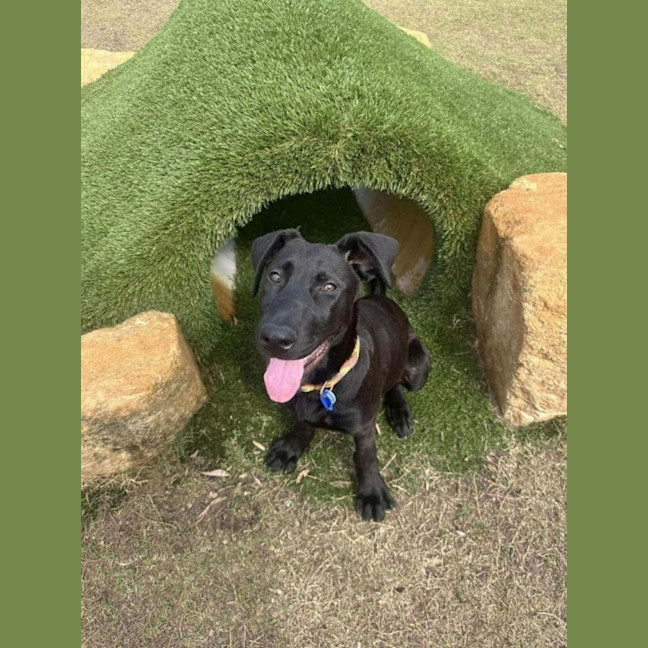 Photo of Elphaba   5 Month Old Shepherd X