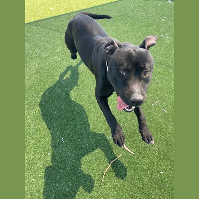 Photo of Bonnie Imp 1177