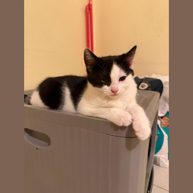 Photo of Moo Moo