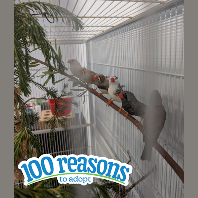 Photo of The Feathered Lucky Charms