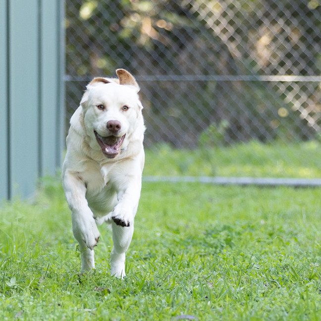 Photo of Simba