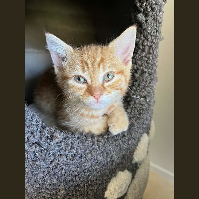 Photo of Cheeto